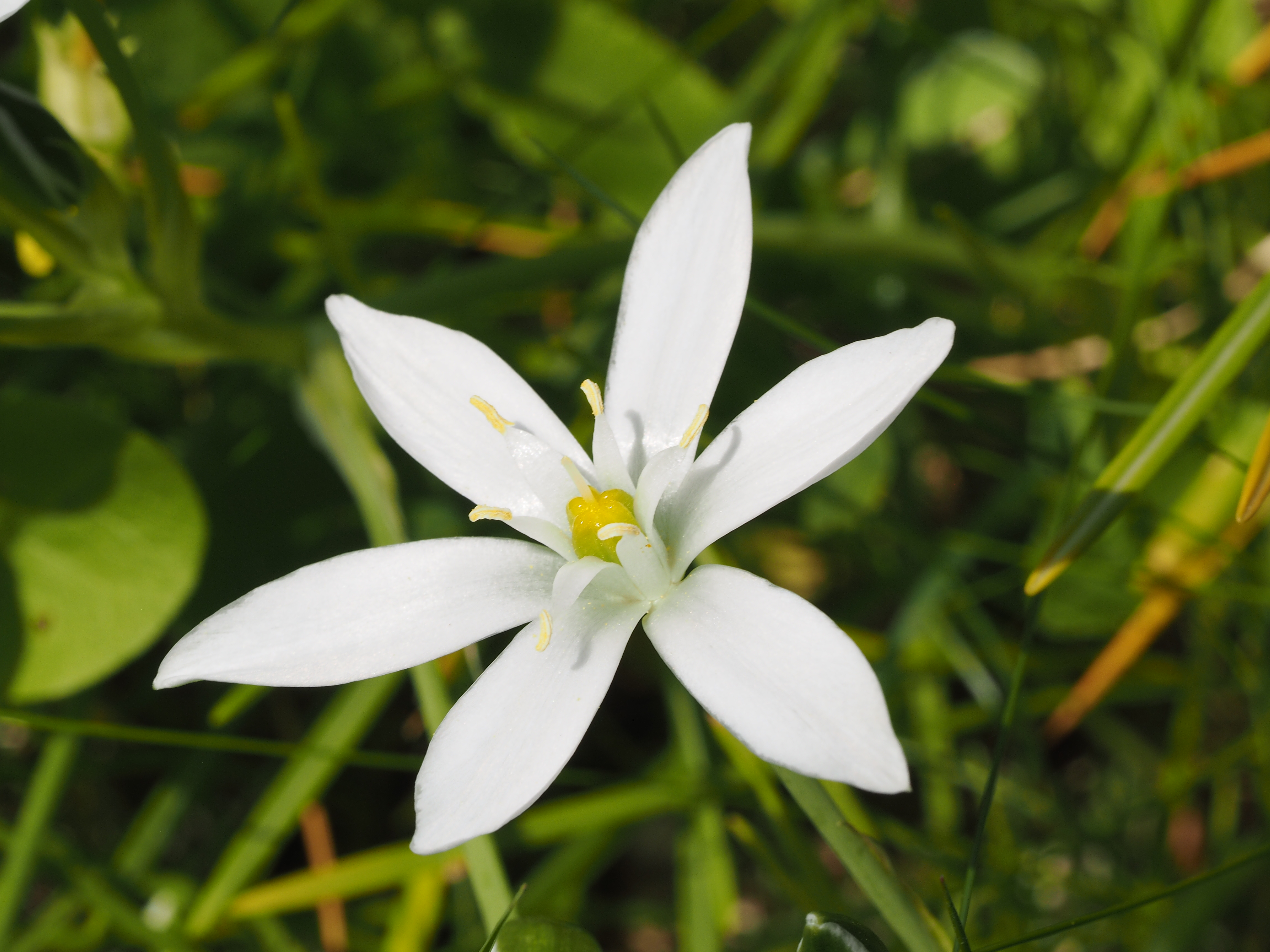 Star of Bethlehem
