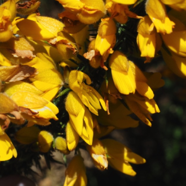Gorse