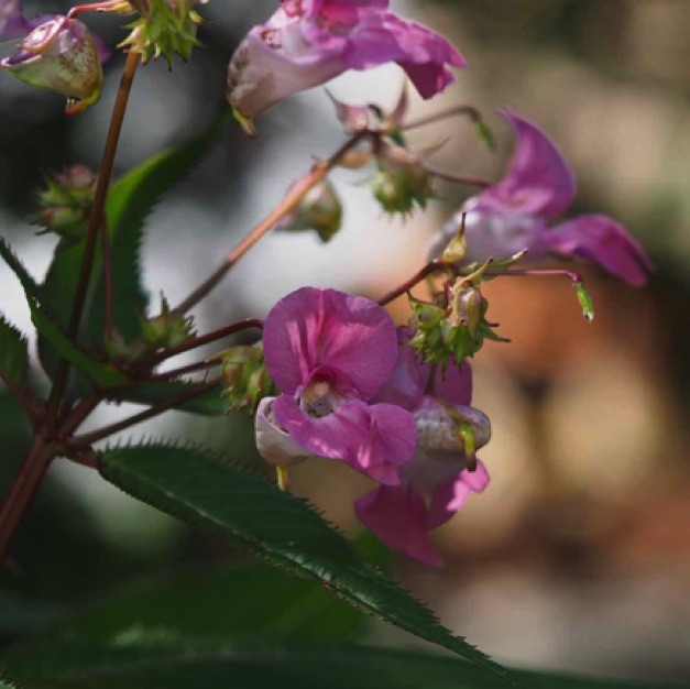 Impatiens